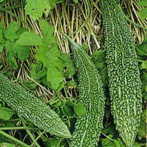 BITTER MELON Seeds; long thick type Chinese Green Skin Bittermelon Gourd; Ku Gua 中國青皮苦瓜; high germination rate!!! bitter gourd; Tokita