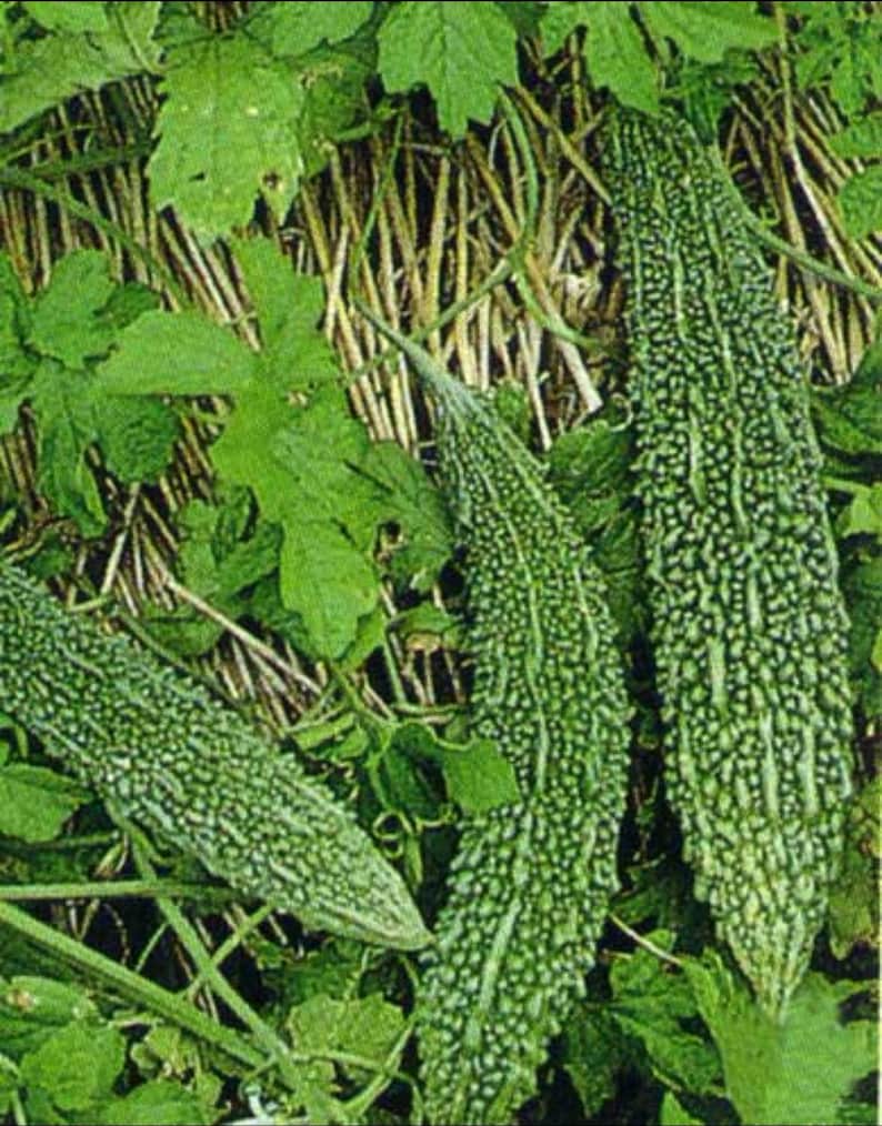 May include: Close-up of three green bitter gourds with textured skin, lying among green leaves and vines. The gourds have a bumpy, ridged appearance. The image is well-lit, highlighting the details of the vegetables and foliage.