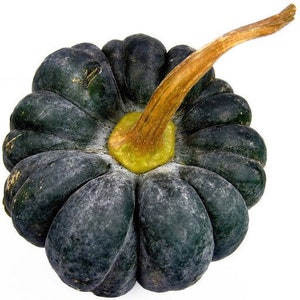 10 organic Black Futsu Kabocha Winter Squash seeds; 黒皮栗 菊座南瓜; Black Futtsu; 菊座カボチャの;  historic heirloom