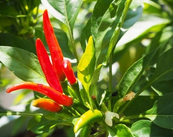 50 Takanotsume Togarashi Japanese Hot Pepper seeds; 鷹の爪唐辛子; たかのつめとうがらがら; Hawk Claw chili