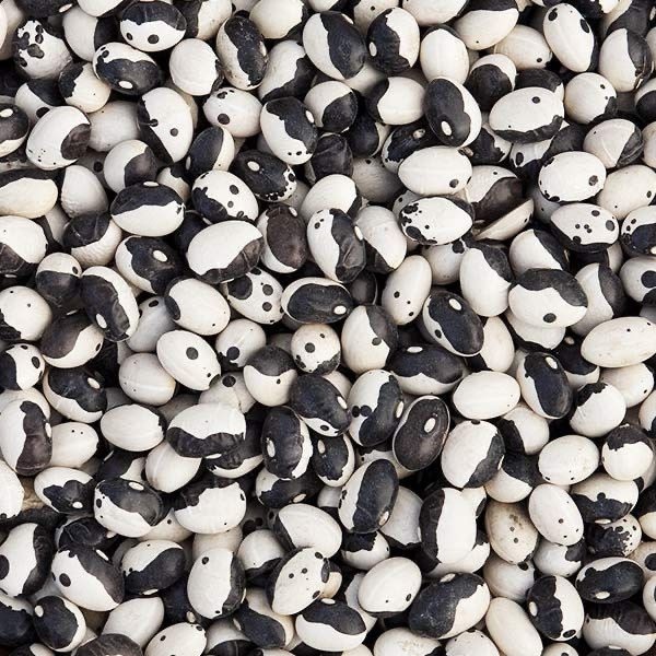 30 Calypso Bush Bean seeds; novelty Ying Yang Bean; great for baking, casserole & soup, can be used as green bean when young and tender 陰陽豆