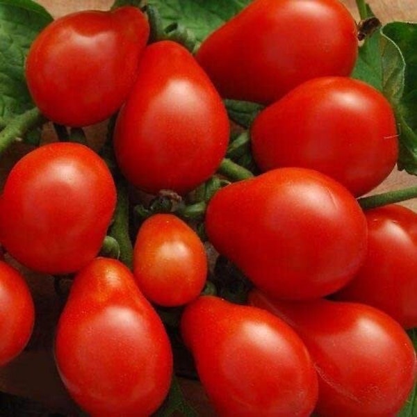 30 RED FIG Certified Organic Heirloom Tomato Seeds, indeterminate, heavy yields of 1.5" fruits