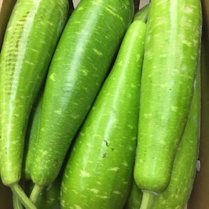 NAM TAO YAI Hybrid Bottle Gourd Seeds; high yield; Lauki; Upo; Opo; Nam Tao Yo; Hulu; Dudhi, Ghiya, Sorakaya
