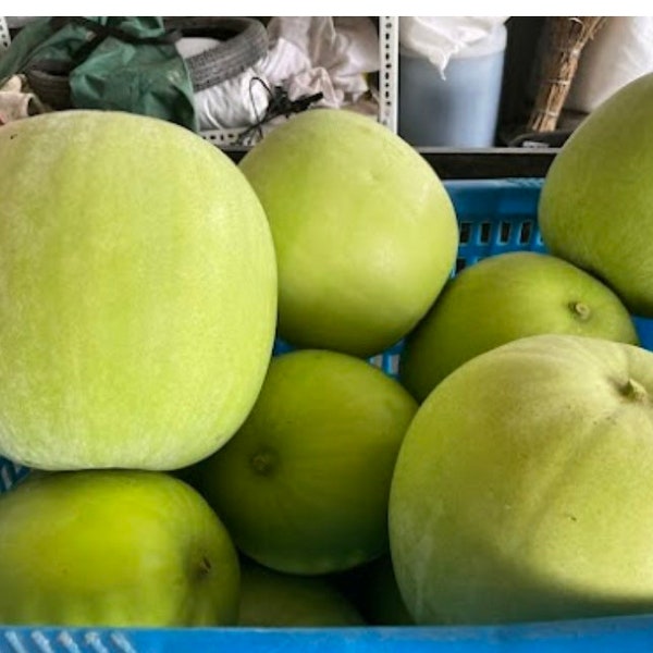 12 Fragrant Wax Gourd seeds; Taro Winter Melon; Bi Dao; Ash Gourd; 芋香冬瓜; 芋頭冬瓜; Benincasa hispida