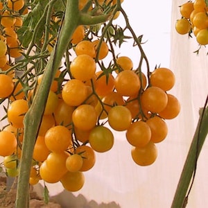 May include: A cluster of small, bright yellow cherry tomatoes growing on a vine. The tomatoes are round and smooth, with a glossy finish.