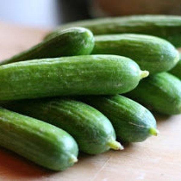 25 organic Mideast Peace Cucumber seeds; Lebanese heirloom; Persian Slicing Cucumber