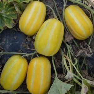 12 Geumbo F1 Korean Sweet Melon seeds; 참외; Brix 16; Golden Treasure oriental melon; 小金宝韩国甜瓜