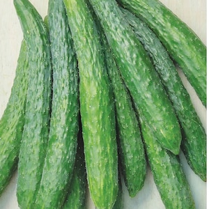 15 Dragon Suhyo Cross Hybrid Japanese burpless cucumber seeds; 高產帶刺小黃瓜 日本四葉胡瓜改良種; suyo sooyow