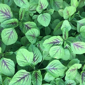 May include: Close-up of a patch of green leafy vegetables with red veins. The leaves are arranged in a dense cluster, creating a textured and vibrant pattern.