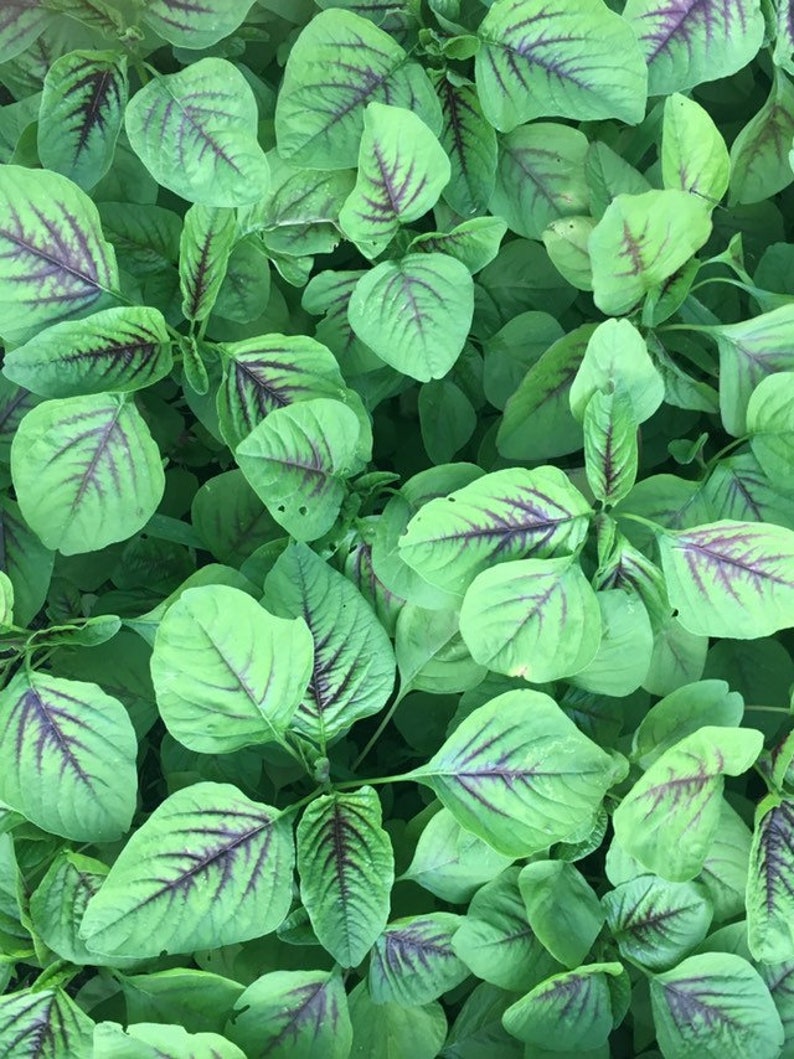 May include: Close-up of a patch of green leafy vegetables with red veins. The leaves are arranged in a dense cluster, creating a textured and vibrant pattern.