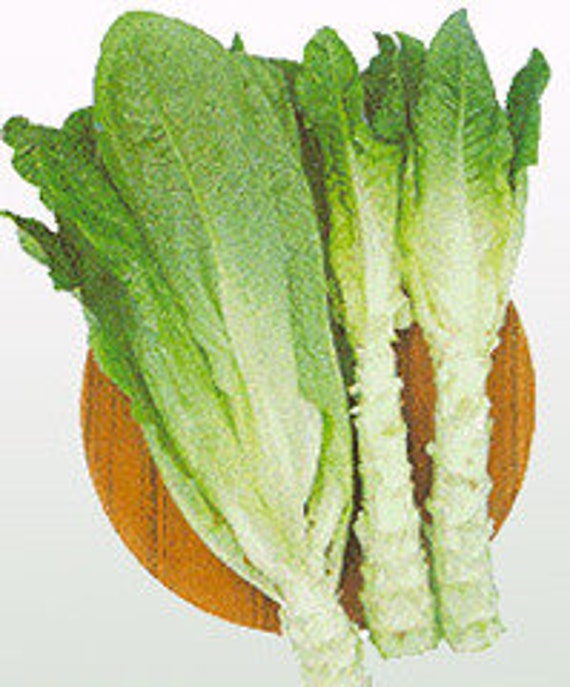 2-gram 2000 SPRING TOWER CELTUCE Seeds, 春秋圓葉綠莴笋; Stem