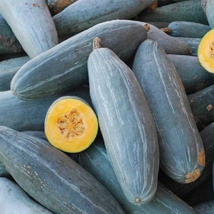 15 Guatemalan Blue Banana Squash seeds; non-GMO heirloom