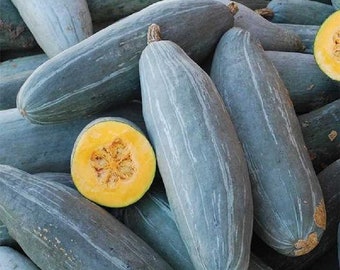 15 Guatemalan Blue Banana Squash seeds; non-GMO heirloom