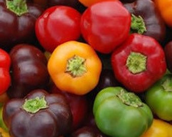 30 organic Rainbow Mini Bell Sweet Pepper Seeds; Carnival Blend Mix
