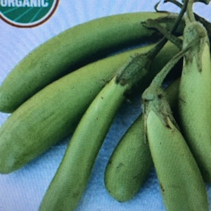 100+ organic THAI LONG GREEN eggplant seeds; ma-keua yaaw; Makua Yao