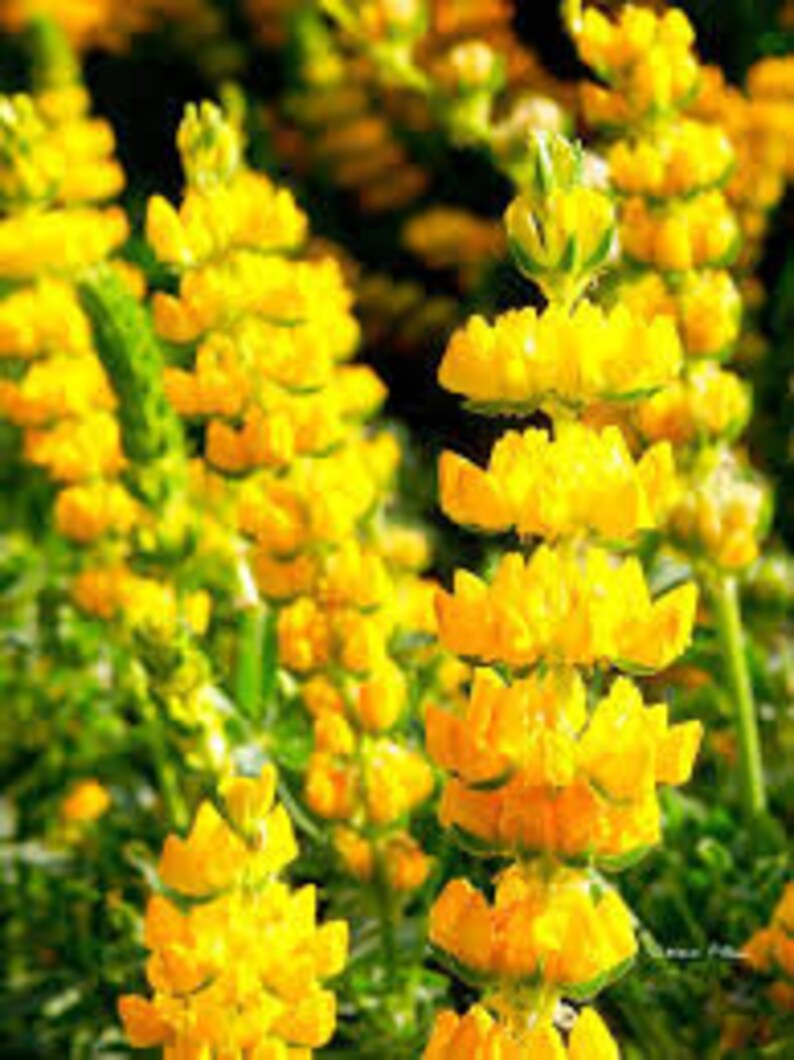 14 OZ 150 YELLOW LUPINE seeds; Lupinus Densiflorus; wildflower patch