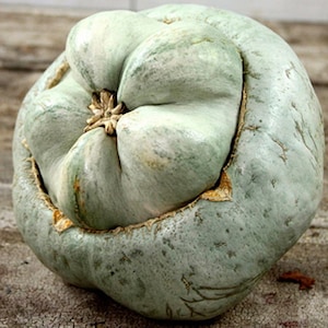 May include: A green, bumpy, gourd-like fruit with a unique, star-shaped opening at the top.