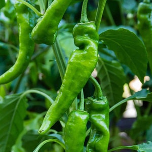 50 organic ANAHEIM Chile Pepper seeds; a popular mild California Chili