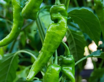 50 organic ANAHEIM Chile Pepper seeds; a popular mild California Chili