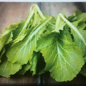 May include: A bunch of fresh green mustard greens with large, ruffled leaves.
