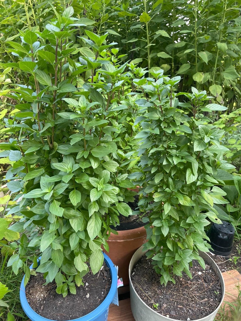 PanAsiaHeirloom Everleaf Thai Towers Basil Seeds