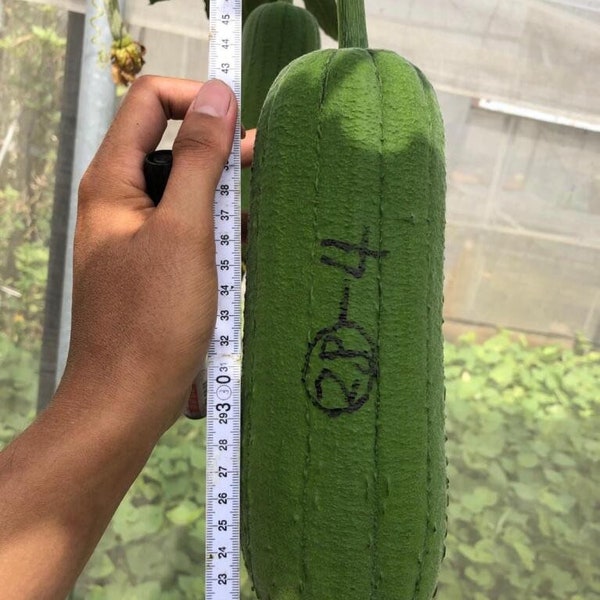 5 Elite F1 Taiwanese Smooth Luffa seeds;屹立圓筒絲瓜; 台灣菜瓜; meaty culinary loofah from Taiwan