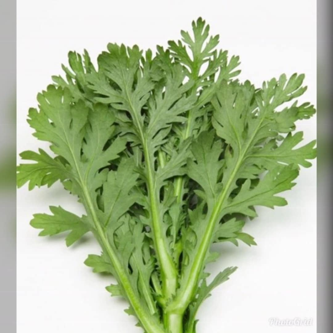 1/4 Oz 2500 Medium Serrated Tong Ho Seeds 中切葉茼蒿 Vietnamese Tần Ô, Rau