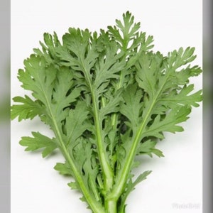 1/4 oz 2500+ Medium serrated Tong Ho Seeds; 中切葉茼蒿; Vietnamese Tần Ô, Rau Cú, Caỉ Cúc; Crown Daisy Garland Chrysanthemum Shungiku