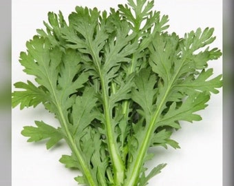 1/4 oz 2500+ Medium serrated Tong Ho Seeds; 中切葉茼蒿; Vietnamese Tần Ô, Rau Cú, Caỉ Cúc; Crown Daisy Garland Chrysanthemum Shungiku