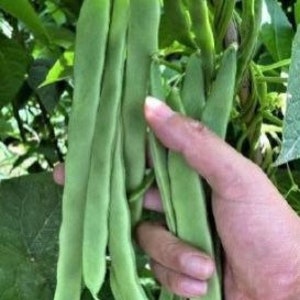 1/2-OZ ~30 QING BIAN #9 Romano Pole Bean seeds; Flat Beans with 10-12" meaty pods; Chinese Heirloom; 青扁九號芸架豆 肉豆 刀豆