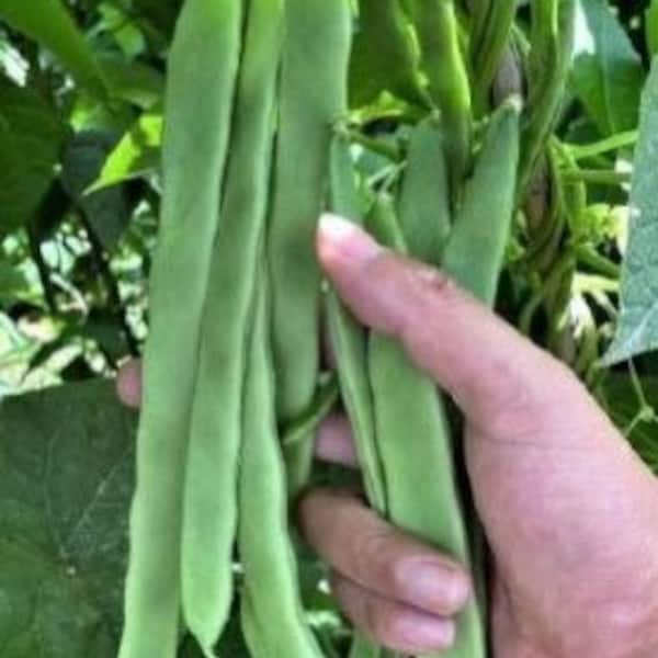 1/2-OZ ~30 QING BIAN #9 Romano Pole Bean seeds; Flat Beans with 10-12" meaty pods; Chinese Heirloom; 青扁九號芸架豆 肉豆 刀豆