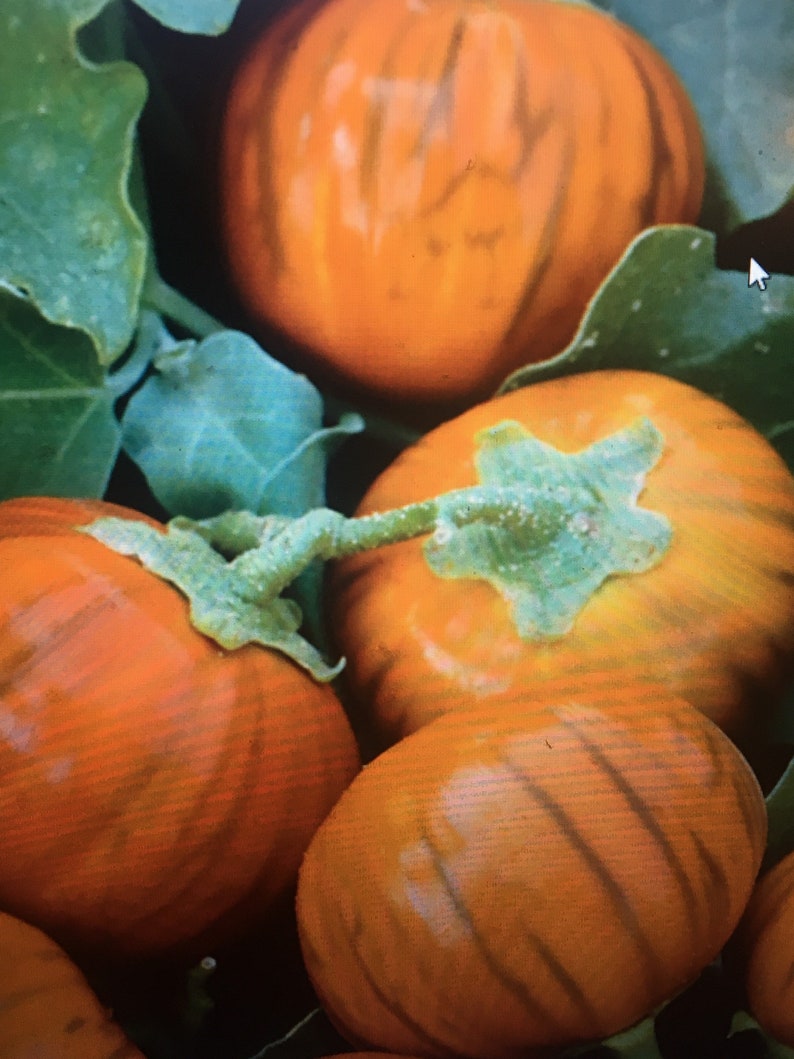 50 TURKISH ORANGE Eggplant seeds heirloom from Africa | Etsy