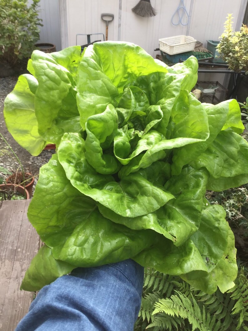 1gram 1000 OKAYAMA Butterhead Japanese Lettuce Seeds Etsy UK
