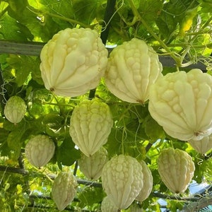 10 Khổ Qua mướp đắng trái tim trắng WHITE APPLE BITTERMELON F1 Seeds from Known You; 台灣白蘋果苦瓜; Taiwan novelty White Top Bitter Melon Gourd