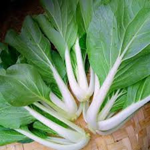 6000+ 1/2-OZ WHITE STEM Pak Choi seeds; 廣東小白菜 / Canton Bok Choy; Pac Choy; heirloom non-gmo