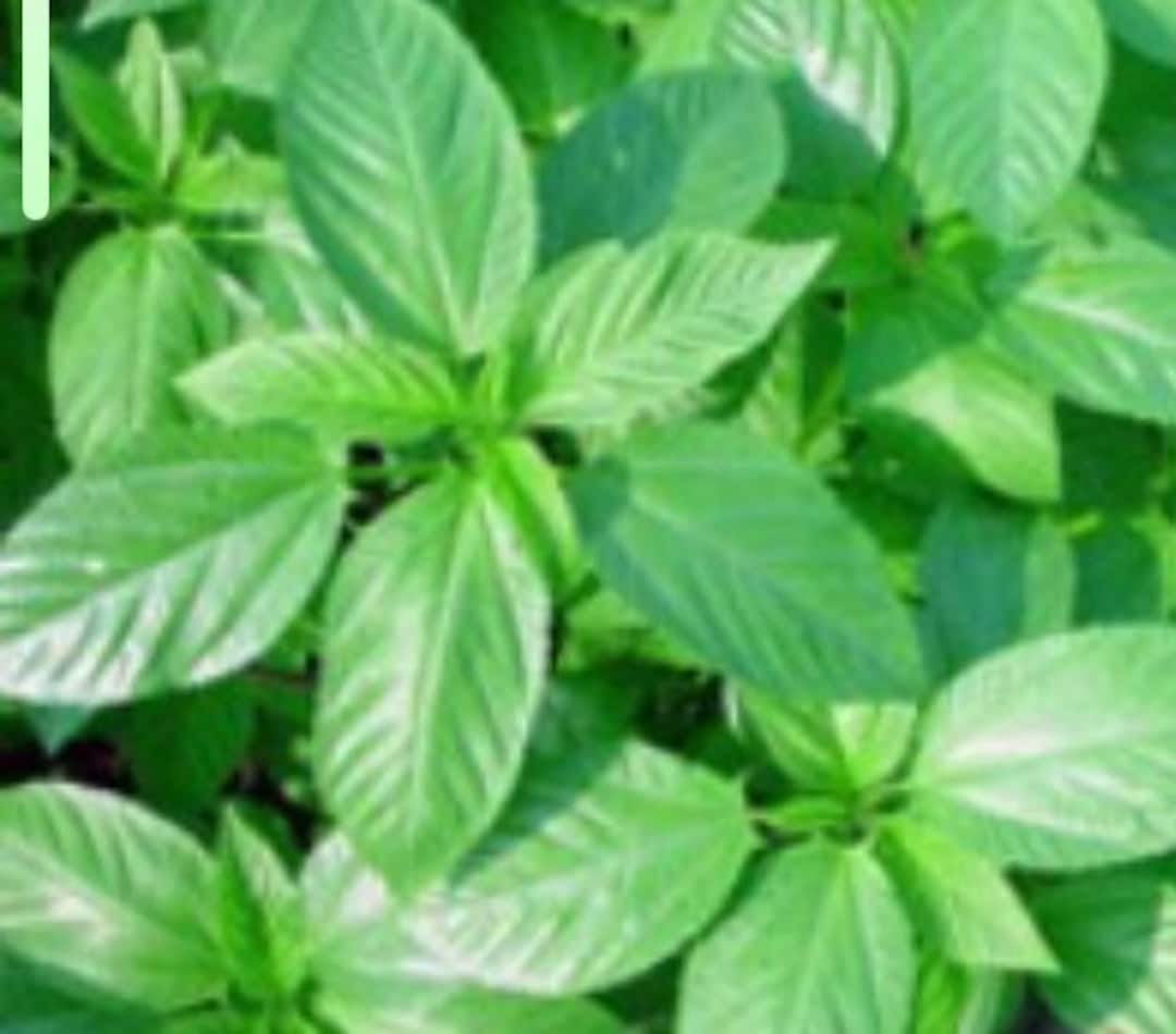 1oz 14,000 Egyptian Spinach Seeds Saluyot Molokhiya Jew's Marrow