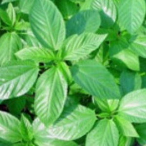 2-gram 1000 MOLOKHIA Egyptian Spinach seeds; Jew&#39;s Marrow; Mulukhiyah; ملوخية; Nalta jute tossa ; saluyot ; Heirloom Non-GMO;