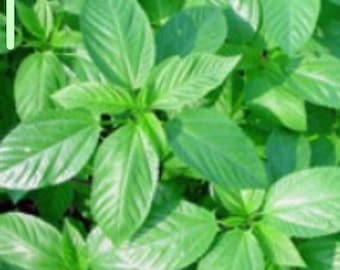 Details about Molokhia Green Jute 100 seeds Saluyot Egyptian spinach Corchorus olitorius Details about Molokhia Green Jute 100 seeds Saluyot Egyptian spinach Corchorus olitorius
