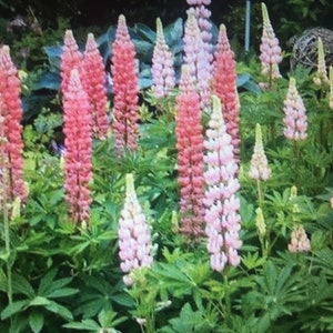 250+ 1/4 OZ RUSSELL LUPINE seeds; Lupinus polyphyllus