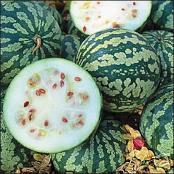 20 CITRON RED SEEDED Watermelon seeds;  can be stored for many months