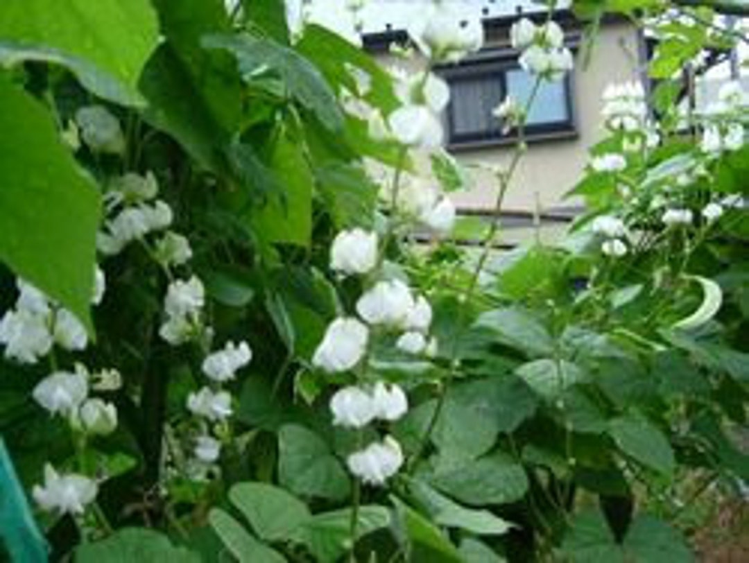 15 SHIROHANA FUJIMAME White Flower Hyacinth Bean Seeds 白花ふじ豆 白花千石 ふじまめ  Ornamental Edible Landscape Lablab - Etsy