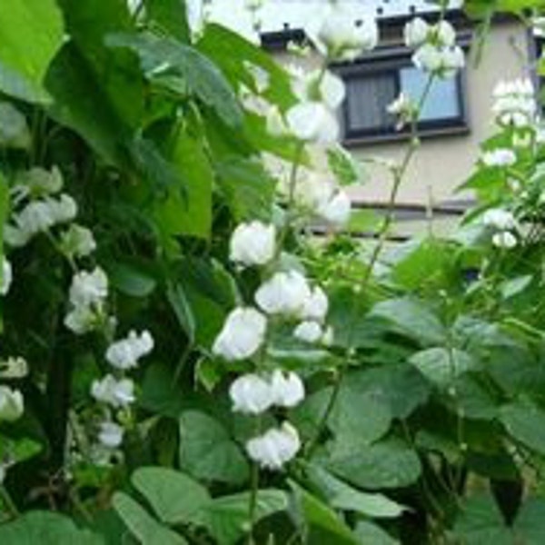 15 SHIROHANA FUJIMAME White Flower Hyacinth Bean Seeds; 白花ふじ豆; 白花千石; ふじまめ; ornamental edible landscape lablab