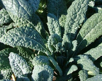 2-gram ~600 organic LACINATO DINOSAUR KALE seeds, Nero di Toscano, heirloom non-gmo