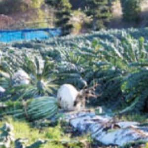 100 SAKURAJIMA Mammoth Daikon Radish seeds 鹿児島 櫻島大丸 recent volcano eruption image 5