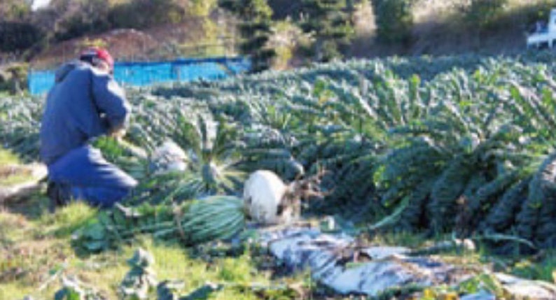 100 SAKURAJIMA Mammoth Daikon Radish seeds 鹿児島 櫻島大丸 recent volcano eruption image 5