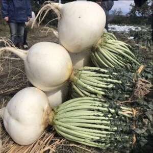 100 SAKURAJIMA Mammoth Daikon Radish seeds 鹿児島 櫻島大丸 recent volcano eruption image 3