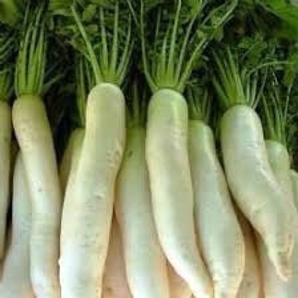 MINOWASE Ancient Heirloom Japanese Daikon Radish seeds 美濃大根