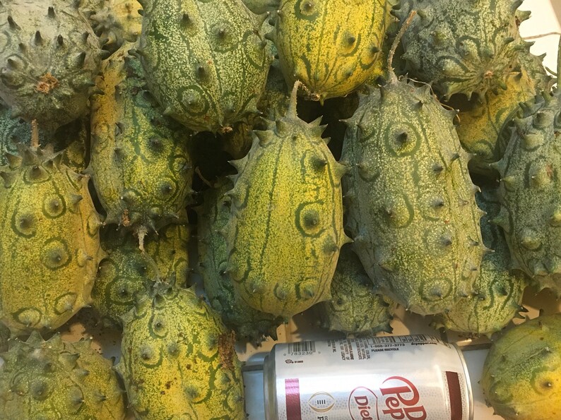 15 certified organic KIWANO JELLY MELON Seeds African Horned Etsy