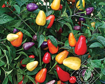 100+ Chinese FIVE-COLOR Hot Pepper Chili seeds; 五彩椒 五色辣椒; ornamental; edible landscape; do well in container