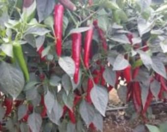 20 Gochujang King Hybrid Hot Pepper Seeds - Korean Gochujang 고추장